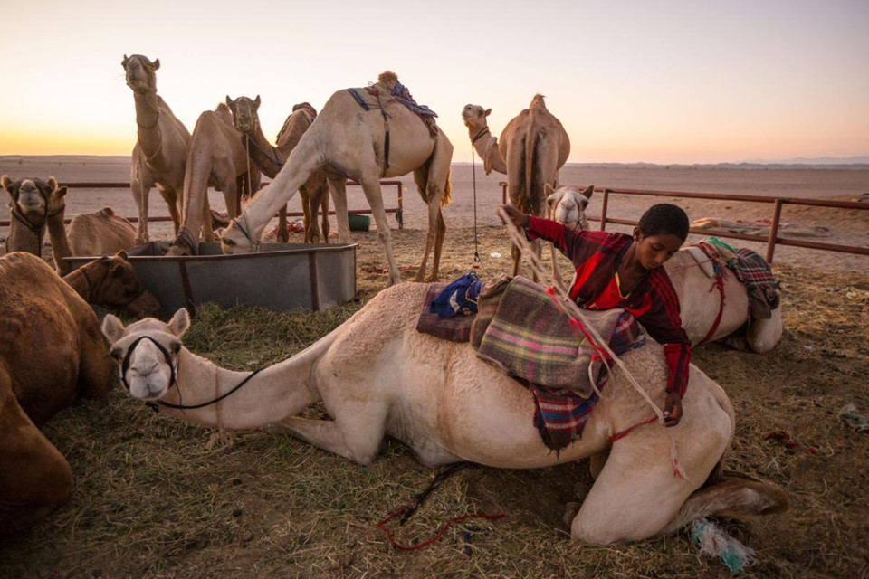 Năm 2013: Trong xã hội hiện đại của thế kỷ 21, người Arabia vẫn còn sử dụng những loài vật sống ở sa mạc làm phương tiện đi lại, vận chuyển hàng hóa... Các chủ trang trại thường thuê những cậu bé tuổi vị thành niên trông coi và chăm sóc đàn lạc đà. Abdulla, 12 tuổi, đang chăm sóc đàn lạc đà vừa trở về từ sa mạc Yanbu. Ảnh: John Stanmayer.