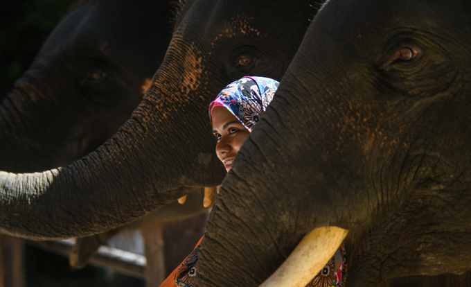 Một nữ du khách chụp ảnh cùng đàn voi sau buổi biễu diễn. Dịch vụ này là miễn phí nhưng đa phần du khách đều cho những con voi tiền tip, và chúng cũng đáp lại bằng những hành động cảm ơn khác nhau.