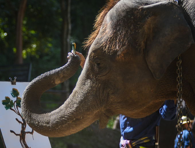 Đàn voi được huấn luyện lần đầu tiên bởi nghệ sĩ người Thái Tossapol Petchrattanakool từ năm 2013, sau một thời gian dài sống cùng đàn voi và các quản tượng để tìm định hướng phát triển trại voi Maesa.