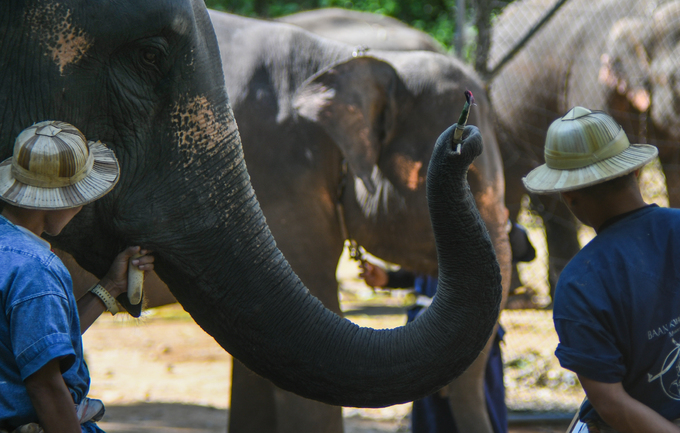 Voi được đánh giá là loài động vật thông minh, có trí nhớ tốt, đồng thời là một biểu tượng tâm linh của người Thái suốt nhiều thế kỷ. Trại voi Maesa hình thành và hoạt động với mục đích bảo tồn loài voi, do diện tích rừng bị thu hẹp, địa bàn sinh sống của con người mở rộng.