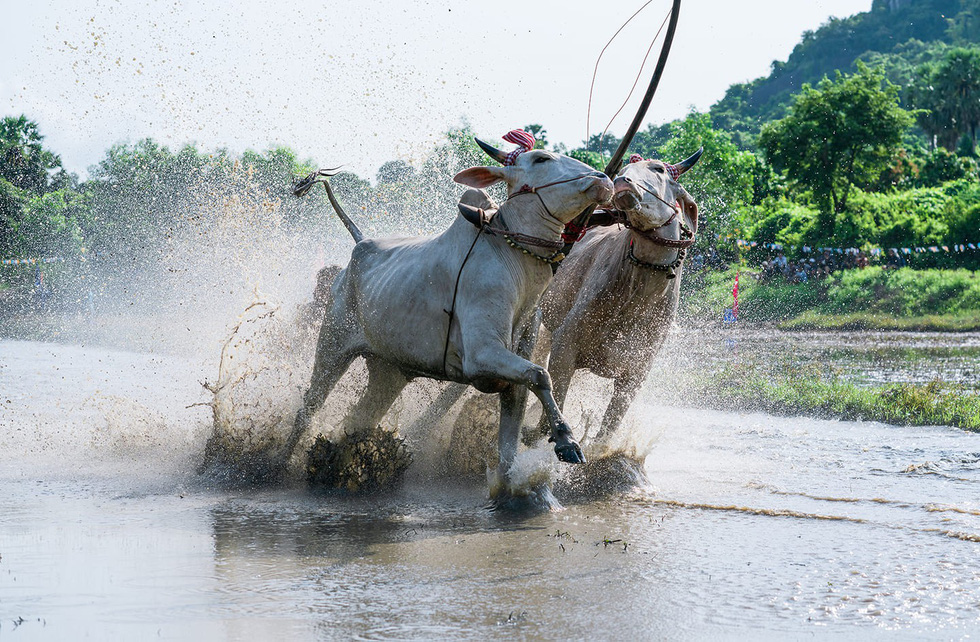 Khoảnh khắc "đôi bò hôn nhau" trong lễ hội đua bò ở vùng Bảy Núi, An Giang - Ảnh: MINH TRUNG
