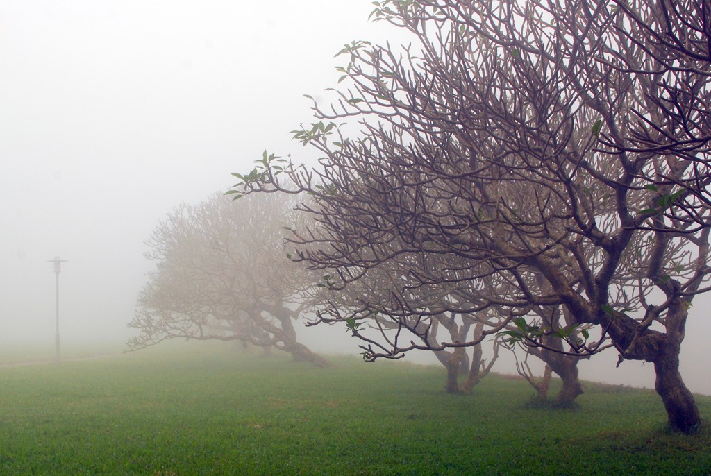 Sương mù phủ trên dãy cây đại ở trước Kỳ đài. Hoa đại là loại cây được trồng rất nhiều trong kinh thành cũng như lăng tẩm vua chúa triều Nguyễn.