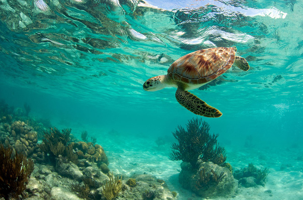 Chú rùa bơi dưới rạn san hô gần Akumal, phía nam thành phố Cancun, Mexico - Ảnh: Getty Chú rùa bơi dưới rạn san hô gần Akumal, phía nam thành phố Cancun, Mexico - Ảnh: Getty