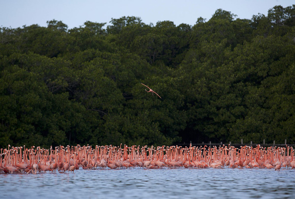 Đàn chim hồng hạc kiếm ăn trên vùng đất ngập nước Celestun thuộc bán đảo Yucatán - Ảnh: Victor Ruiz Garcia/Reuters