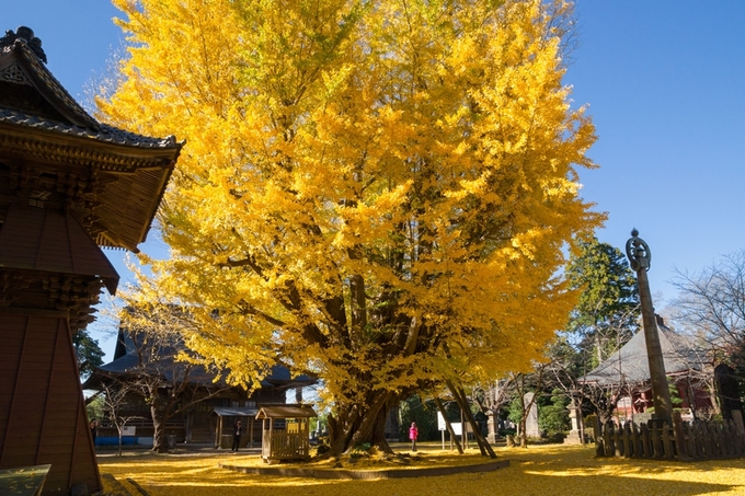 Đặc biệt, cây ngân hạnh già gần 1.000 tuổi ở chùa Sairenji (thành phố Namekata) được mệnh danh là kho báu tự nhiên của tỉnh Ibaraki. Tán lá to rộng, đồng loạt chuyển màu vàng rực rỡ cộng với thảm lá vàng dày nổi bật, sáng cả một góc trời.