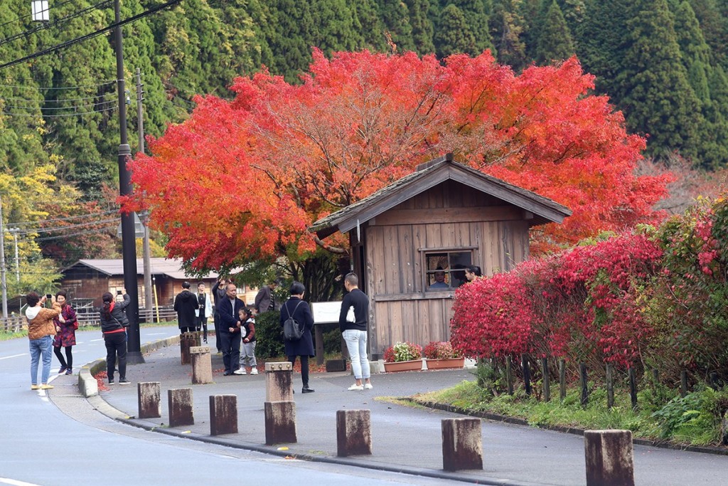 Du khách thong dong dạo bước, nói chuyện vừa đủ nghe để tận hưởng cảm giác hòa nhập hoàn toàn với thiên nhiên nơi đây. Theo người dân, làng cổ này mỗi ngày chỉ đón vài chục đến vài trăm du khách nên không đông đúc như các điểm tham quan ở Kyoto.
