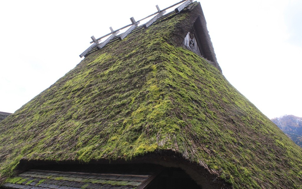 Mái tranh lợp nhà dày khoảng 40 cm nên mùa hè mát, mùa đông ấm. Ông Nakano, một người dân trong làng cho biết, đây là cỏ trồng ở vùng Yamamura.