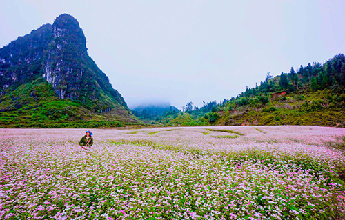 Những bông hoa tam giác mạch phủ hồng xã Phố Là, Hà Giang. Ảnh: Tùng Dương.