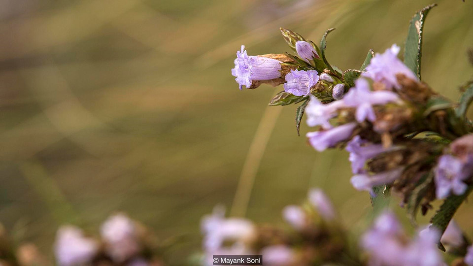 Thảm hoa mênh mông hấp dẫn ong đến thụ phấn, từ đó tạo ra loại mật ong hiếm. Chỉ đàn ông của bộ lạc địa phương mới được phép lấy mật ong. Sản phẩm này hiếm khi xuất hiện ở chợ. Dân địa phương tin rằng mật ong từ loài hoa này có thể chữa bệnh tim.