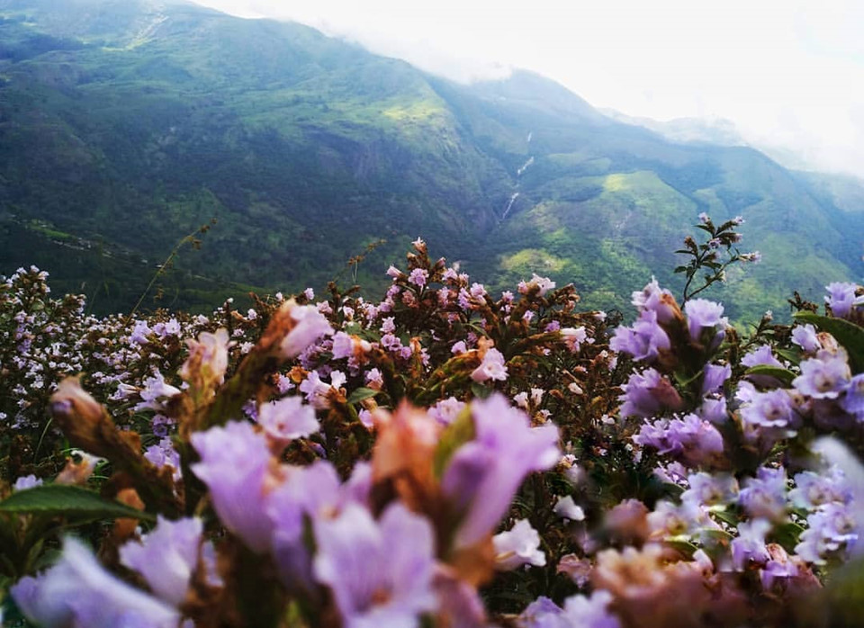Tuy nhiên, con người khó có thể bỏ qua vẻ đẹp của Neelakurinji. Loài cây này trải thảm ở những triền đồi, trong khu vực được bảo hộ. 12 năm một lần, hoa lại khoe sắc. Ảnh: Alamy.