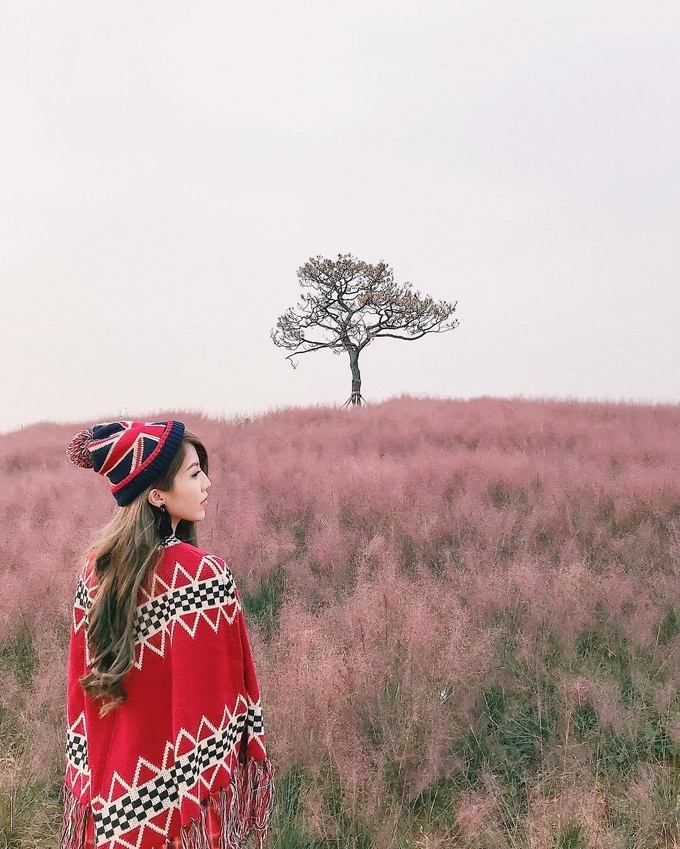Không chỉ loanh quanh ở Seoul, Trang Pháp còn đến cánh đồng cỏ hồng ở Gyeongju cách Seoul 276 km. Đây là điểm 