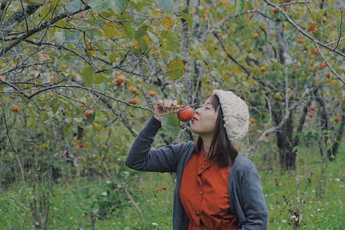 Là lần đầu tiên ghé thăm vườn hồng, chị Bích Thảo (du khách TP HCM) bày tỏ sự phấn khích khi chạm vào những quả hồng chín đỏ trên cây. "Tôi cảm thấy mình đang như tham quan một khu vườn nào đó ở Nhật Bản. Cảm giác rất thú vị", chị Thảo chia sẻ.