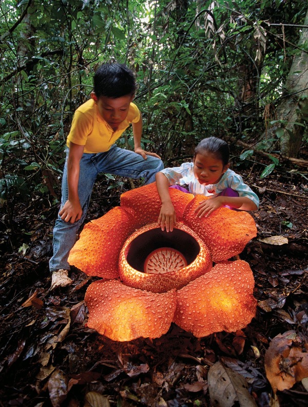 Loài thực vật nổi tiếng nhất của Malaysia là rafflesia, bông hoa lớn nhất trên thế giới. Hoa không có rễ, thân hay lá, mà chỉ mọc ký sinh bên trong những cây bò trên mặt đất. Khi nở, bông hoa tỏa ra mùi hôi thối thu hút ruồi, do đó nó còn có biệt danh là "hoa xác chết". Ảnh: Pinterest.