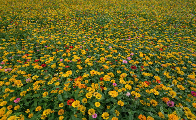 Các giống hoa cúc được trồng xen kẽ với nhau tạo nên những thảm hoa nhiều màu sắc trong thung lũng.