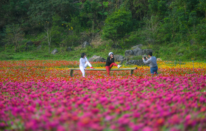 Theo chị Thu Sen, thung lũng hoa mới được mở rộng vào năm nay. Thời điểm 2017 khi vườn hoa bắt đầu mở cửa, diện tích khai thác chỉ khoảng 6 ha, bằng 1/3 so với hiện tại.