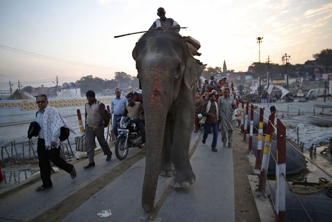 Một con voi đi qua cây cầu tạm ở Allahabad. Bên cạnh ý nghĩa tôn giáo, địa điểm tổ chức Kumbh Mela cũng là nơi diễn ra những sự kiện thương mại, hội chợ lớn. Ảnh: Saurabh Das/AP.