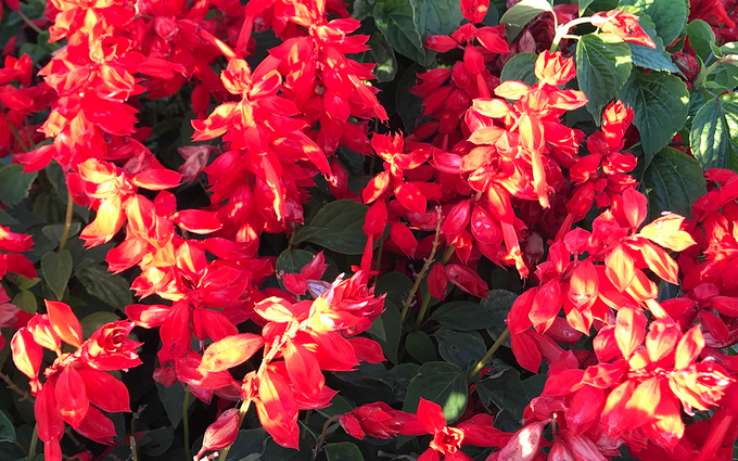 Hoa salvia đỏ nở rực rỡ dưới nắng. Điểm đặc biệt là du khách đến tham quan công viên hoa không mất phí tham quan cũng như được gửi xe miễn phí.