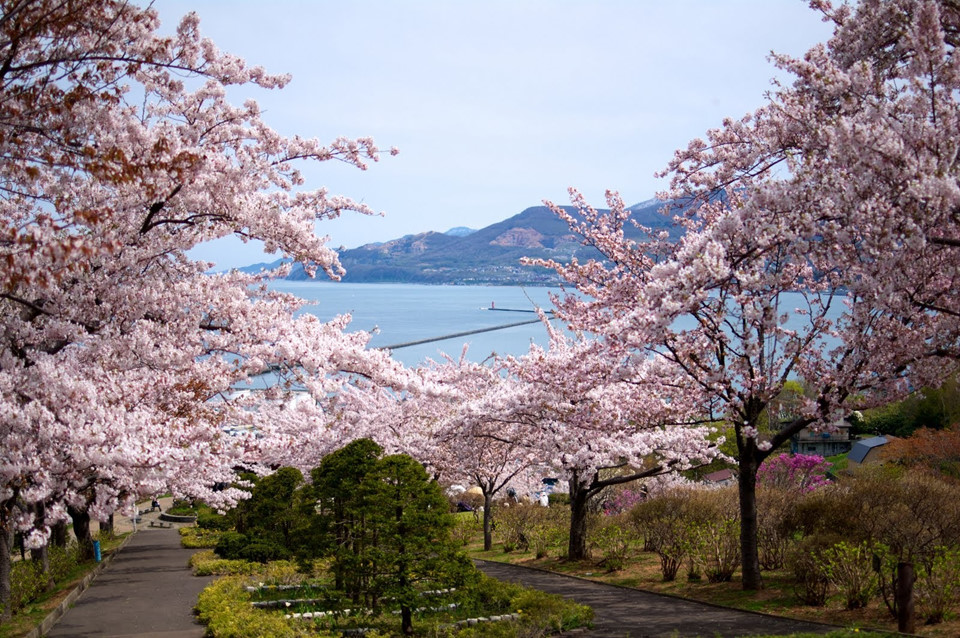 Tại phía bắc Nhật Bản, mùa xuân đến muộn hơn một chút. Ở tỉnh Sendai và các khu vực khác của tỉnh Miyagi, hoa anh đào dự kiến nở vào ngày 9/4. Trong khi đó, tại tỉnh Aomori, thời gian hoa nở là ngày 24/4. Như mọi năm, cư dân Hokkaido là những người cuối cùng nhìn thấy anh đào nở. Năm nay, loài hoa màu trắng hồng bắt đầu nở tại nơi đây vào ngày 4/5.