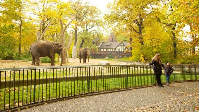 Vườn thú Berlin là ngôi nhà của hơn 19.400 cá thể động vật thuộc hơn 1.380 loài. Vườn thú mở hàng ngày từ 9h, giờ đóng cửa thay đổi theo từng tháng. Vé tham quan vườn thú giá 15,5 euro (hơn 410.000 đồng) với người lớn, 8 euro (hơn 210.000 đồng) với trẻ em. Vé tham quan cả khu vườn thú và thủy cung giá 21 euro (gần 560.000 đồng) cho người lớn, và 10,5 euro (gần 280.000 đồng) cho trẻ em. Ảnh: Travel Notes.