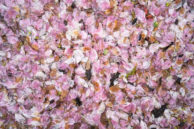 Những bông hoa nở đẹp nhất trong khoảng 7 đến 15 ngày tùy chủng loại và điều kiện thời tiết cụ thể. Hiện trên thế giới có khoảng 600 loài anh đào khác nhau, gồm cả các loại mọc tự nhiên trên núi đến những loại do con người lai tạo. Ảnh: Cherry Blossom Watch.