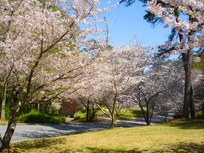 Tháng 3 hàng năm là thời điểm hoa nở rộ, cũng là lúc lễ hội hoa anh đào quốc tế diễn ra. Đến năm 2018, sự kiện đã được tổ chức 36 lần kể từ khi bắt đầu vào năm 1982. Năm nay, lễ hội sẽ diễn ra trong 10 ngày, từ 22/3 đến 31/3. Ảnh: Macon Cherry Blossom.