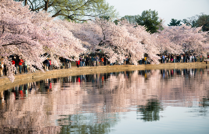 Một địa điểm ngắm hoa anh đào nổi tiếng khác ở Mỹ là thủ đô Washington D.C với hàng chục nghìn cây. Nơi hấp dẫn du khách nhất là ven hồ Tidal Basin với hơn 3.000 cây thường rực hồng sắc hoa vào cuối tháng 3. Năm nay, anh đào có thể nở sớm từ đầu tháng do mức nhiệt cao hơn trung bình các năm trước. Ảnh: Cherry Blossom Watch.