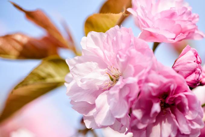 Lễ hội hoa anh đào kéo dài khoảng 2 tuần ở Washington D.C. là một trong những sự kiện nổi tiếng nhất vào mùa xuân ở Mỹ. Những cây đầu tiên của thành phố này là món quà đến từ thị trưởng Tokyo (Nhật), Yukio Ozaki, vào năm 1910. Kể từ khi được công nhận năm 1935, đến nay lễ hội hoa anh đào toàn quốc của Mỹ thu hút hơn 1,5 triệu lượt khách tham quan mỗi mùa hoa. Ảnh: Cherry Blossom Watch.