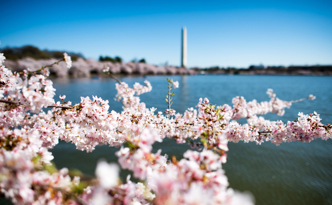 Hồ Tidal Basin còn nổi tiếng nhờ nằm ở trung tâm thành phố, bên cạnh hàng loạt di tích mang tính biểu tượng của Mỹ như các đài tưởng niệm Washington, Franklin Delano Roosevelt và Jefferson. Ảnh: Cherry Blossom Watch.