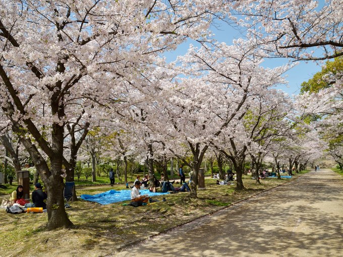 Cố đô Kyoto chính là nơi đẹp nhất cho các chuyến dã ngoại kiểu Nhật. Người dân có thói quen gọi là “hanami” (ngắm hoa), thường xuyên diễn ra vào mùa xuân trên khắp đất nước. Các gia đình, nhóm bạn cùng nhau đi ngắm cảnh, ăn uống và trò chuyện dưới những tán hoa nở rộ. Ảnh: Condé Nast Traveler.