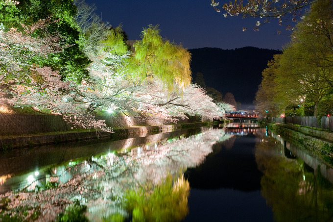 Theo một số tài liệu, loài hoa đặc trưng Nhật Bản có nguồn gốc từ dãy Himalaya và xuất hiện ở đất nước mặt trời mọc từ hàng nghìn năm trước. Ảnh: Inside Kyoto.