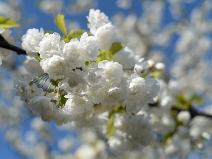 Theo trang Inside Kyoto, khoảng đầu tháng 4, du khách có thể thấy hoa anh đào ở mọi nơi, từ những con sông như Kamogawa, Takanowaga, kênh đào, đường phố và hầu hết đền, chùa tại đây. Thời điểm hoa anh đào nở cũng là mùa du lịch cao điểm của Kyoto. Ảnh: Air Freshener.