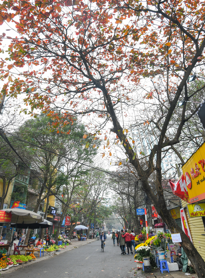 Những chiếc lá bàng cuối mùa ở chợ Nghĩa Tân (Cầu Giấy) - điểm ăn vặt yêu thích của nhiều bạn trẻ. Lá và vỏ thân cây được sử dụng trong y học cổ truyền để chữa cảm sốt, viêm loét… Tại Đài Loan, người dân dùng lá bàng để làm thuốc chữa một số bệnh về gan.