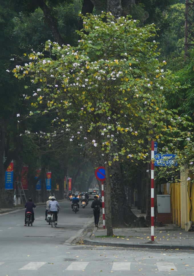Thời tiết nắng nóng trong dịp Tết khiến những cây hoa ban trên đường phố Hà Nội nở sớm khoảng 3 tuần so với các năm trước.