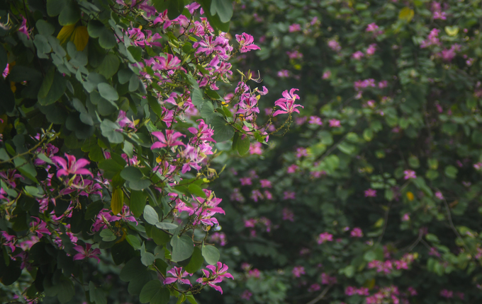 Những cây hoa mới được trồng đem lại sự sinh động và lãng mạn cho Hà Nội trong những ngày mưa rét.