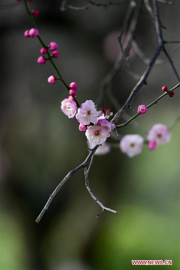 Một giống đào đặc biệt trồng tại công viên Binhe, tỉnh Hồ Bắc: nụ màu hồng sẫm nhưng khi bung nở lại nhạt dần thành hồng phớt.