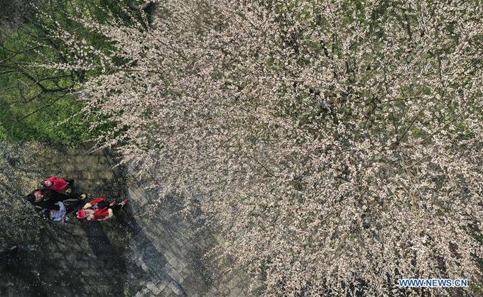 Một cây đào cổ thụ ở công viên Beibei, Trùng Khánh, phía đông nam nước này. Ngoài giống hoa hồng đậm thì hoa đào trắng, hoa mai trắng cũng rất phổ biến ở quốc gia tỷ dân.