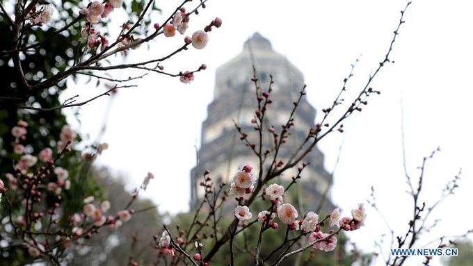 Hoa đào nở nên một ngọn tháp cổ ở núi Huqiu, Tô Châu, phía đông tỉnh Giang Tô.