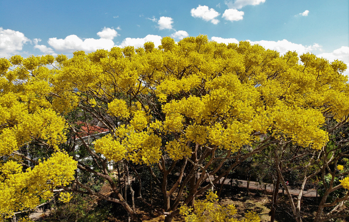 Phượng vàng còn có tên khác là Phật Y, là loài hoa quý hiếm có xuất xứ từ Brazil. Những ngày này, hoa nhuộm vàng cả một góc trời Bảo Lộc.