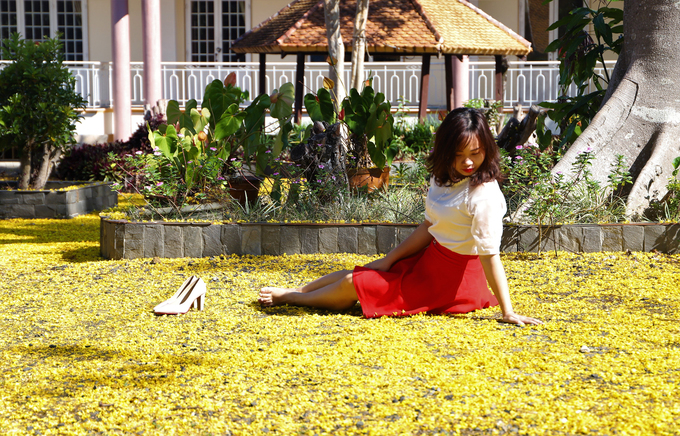 Những đóa hoa màu nắng trở thành cảm hứng sáng tác của các tay máy và được coi như biểu tượng mùa xuân của Bảo Lộc.