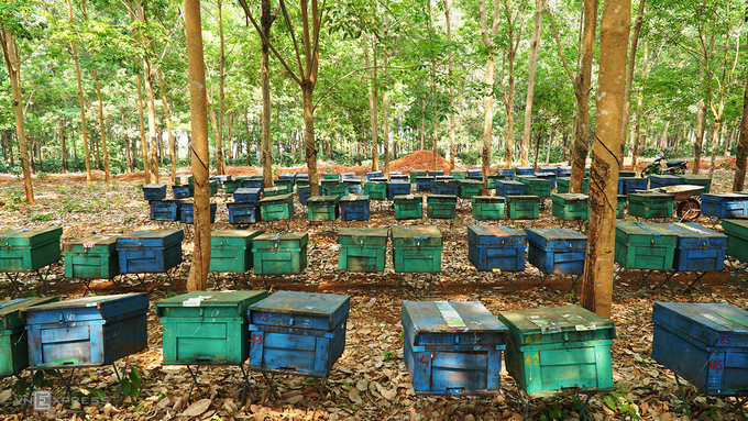 Những tổ ong được di chuyển trong đêm. Trại ong của ông Giang hiện có 300 thùng, đặt ở giữa một rừng cao su. Như nhiều nơi khác ở Tây Nguyên, ong tại trại này thuộc giống ong Ý. Đây là loài cho sản lượng mật cao.  Tuỳ theo từng mùa mà thời gian khai thác mật ong sẽ thay đổi. "Ong mạnh thì chăm khoảng 8 ngày là có thể thu hoạch, nhưng cũng có đàn mất 15 ngày mới có thể lấy mật".