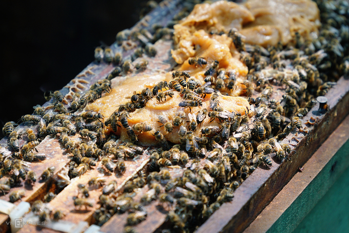 Ong sau khi ăn no sẽ quay về tổ bên dưới để tạo mật. Theo ông Giang, trung bình khoảng 50 cầu ong cho ra gần 20 lít mật