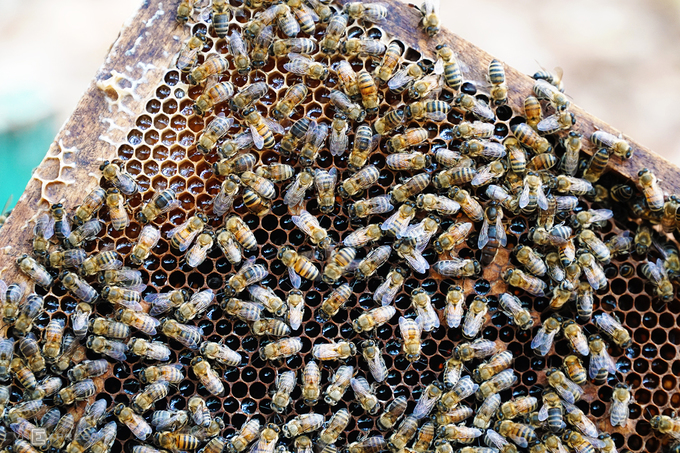 Mật ong của bầy nuôi trong rừng cao su thường có màu vàng nhạt, mùi thơm và vị ngọt dịu. "Khoảng 2 năm trở lại đây, giá mật bán ra rớt xuống gần một nửa. Nếu trước đây giá khoảng 40.000 - 50.000 đồng một lít, bây giờ chỉ còn hơn 20.000 đồng", ông Giang nói.