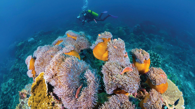 Rạn san hô hẹp bao quanh đảo là nơi sinh sống của 88 loài san hô khác nhau và 600 loài cá. Lặn biển là điều phải làm với khách du lịch mỗi lần đến đảo vì sự phong phú của động thực vật dưới nước. Những cảnh tượng ngoạn mục chỉ cách bờ biển vài mét. Flying Fish Cove là địa điểm nổi tiếng và dễ tiếp cận hơn cả, phù hợp để lặn với ống thở và bình khí. Ảnh: Aussie Specialist.  Hiện Australia được nhiều công ty lữ hành, trong đó có Tugo, đưa vào lịch trình khám phá. Công ty du lịch Tugo được thành lập từ năm 2015, chuyên tổ chức tour du lịch hướng đến các thị trường cao cấp như: Hàn Quốc, Nhật Bản, Đài Loan, Australia, Pháp, Mỹ, châu Âu.