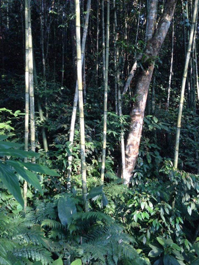 Những cây vầu đắng trưởng thành mọc tự nhiên. Ảnh: Nguyễn Minh Chuyển.