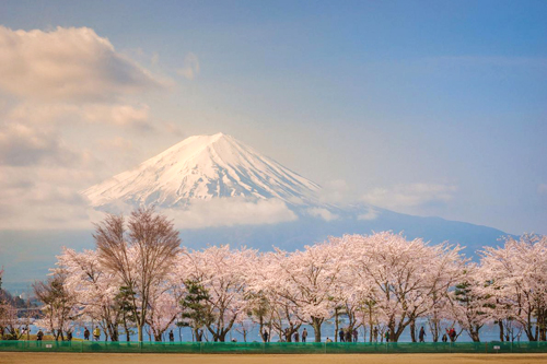 Khu vực hồ Kawaguchiko, phía sau là núi Phú Sĩ. Hoa anh đào tại khu vực núi Phú Sĩ được xem là hình ảnh mang tính biểu tượng của Nhật và được in trên bưu thiếp. Ảnh: Your Shot National Geographic.