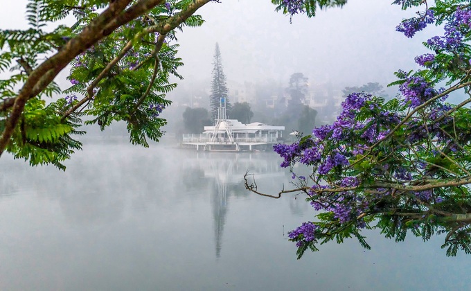 Phượng tím khoe sắc tại khu vực bờ hồ Xuân Hương. Người dân Đà Lạt cho biết cây phát triển tốt và nở từng chùm hoa đẹp do phù hợp với khí hậu và thổ nhưỡng.