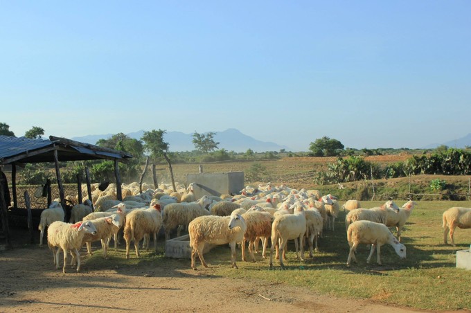 Đồng cừu  Ngoài những đồi cát hay vườn nho trĩu quả, Ninh Thuận còn được biết đến là nơi có nhiều đàn gia súc lớn. Đặc trưng nhất trong số này là những đàn cừu, tập trung ở các thôn Nhị Hà, Phước Hữu, huyện Ninh Phước hoặc đường lên vịnh Vĩnh Hy. Ảnh: Khánh Bằng.