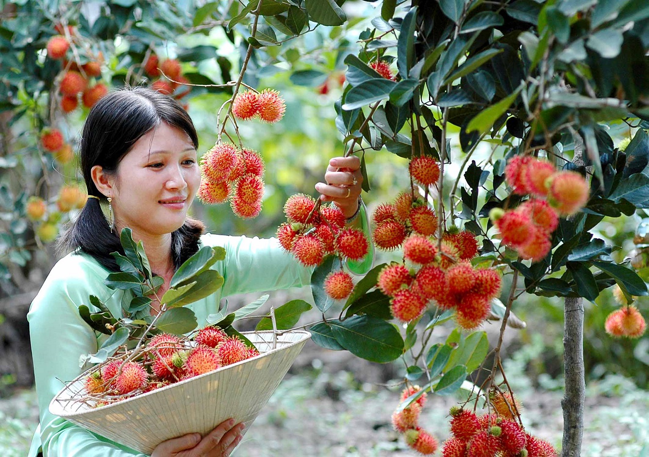 Để dành đi hết 9 vườn trái cây gần Sài Gòn