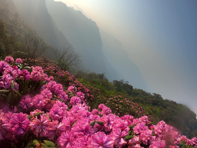 Tháng 4 là mùa hoa đỗ quyên nở rực khắp núi rừng. Hoa đỗ quyên ở Tả Liên có màu sắc nhạt hơn so với hoa mọc ở Fansipan hay Putaleng.