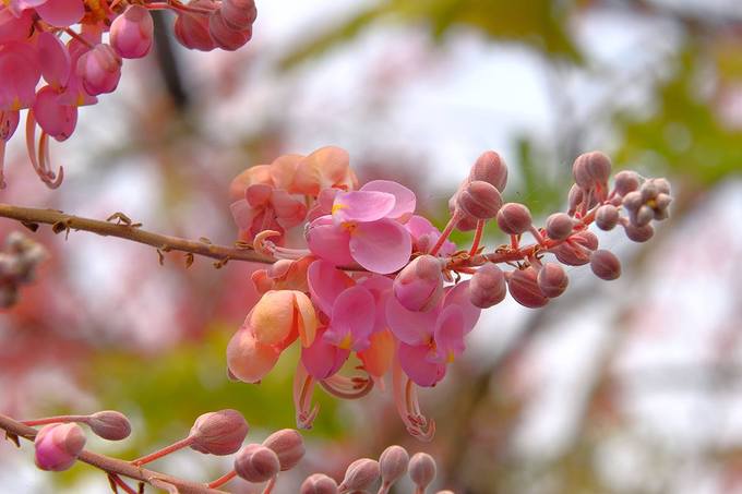 Lang thang khắp nẻo đường phương Nam như An Giang, Đồng Tháp, du khách có thể bắt gặp những cây ô môi trồng bên đường quê, bờ ruộng, bến sông hay mái nhà đơn sơ. Ảnh: Huỳnh Phúc Hậu.